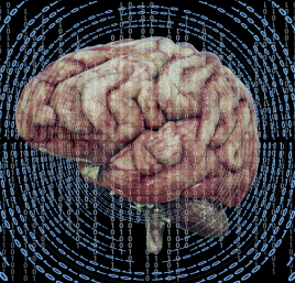 Clase dinámica sobre Neurobiología